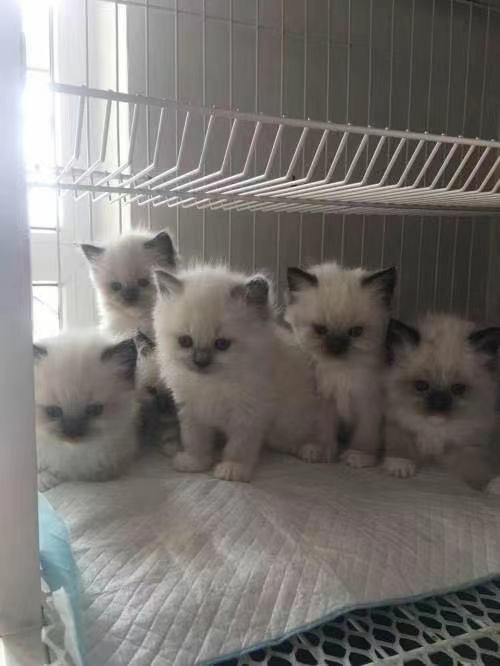 布偶吃国产粮好吗视频大全,全方位评测与养护指南