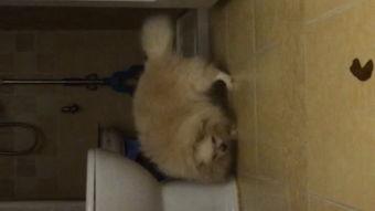 吃国产米的视频