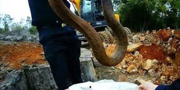 国产巨蟒第3集视频,神秘洞穴探险记